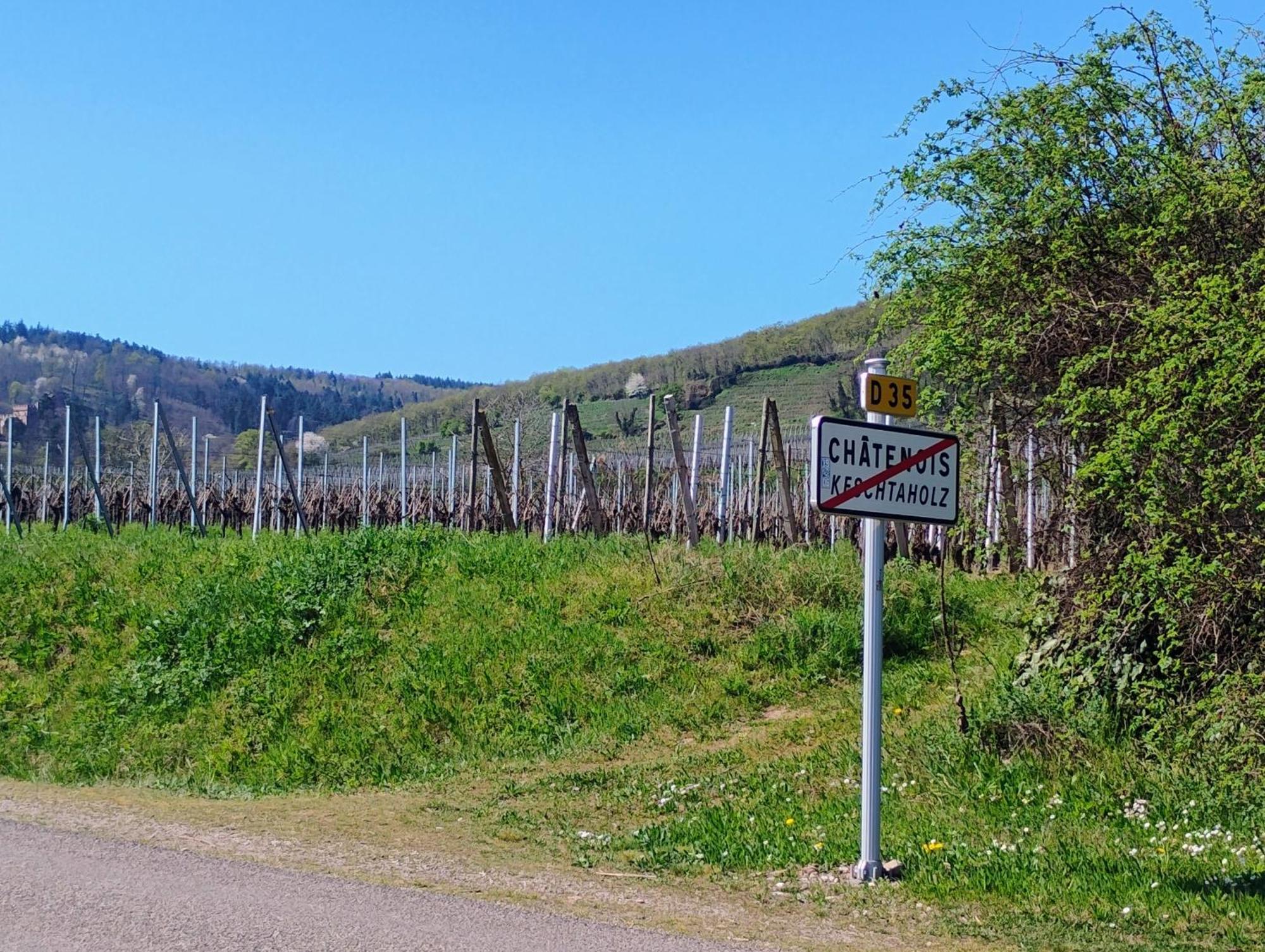 Gite Le Marronnier - Au Calme - Parking & Terrasse - Pres De Colmar Et Riquewihr - Route Des Vins Châtenois Buitenkant foto